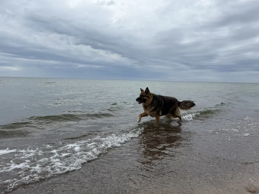 Pies na plaży w Pobierowie