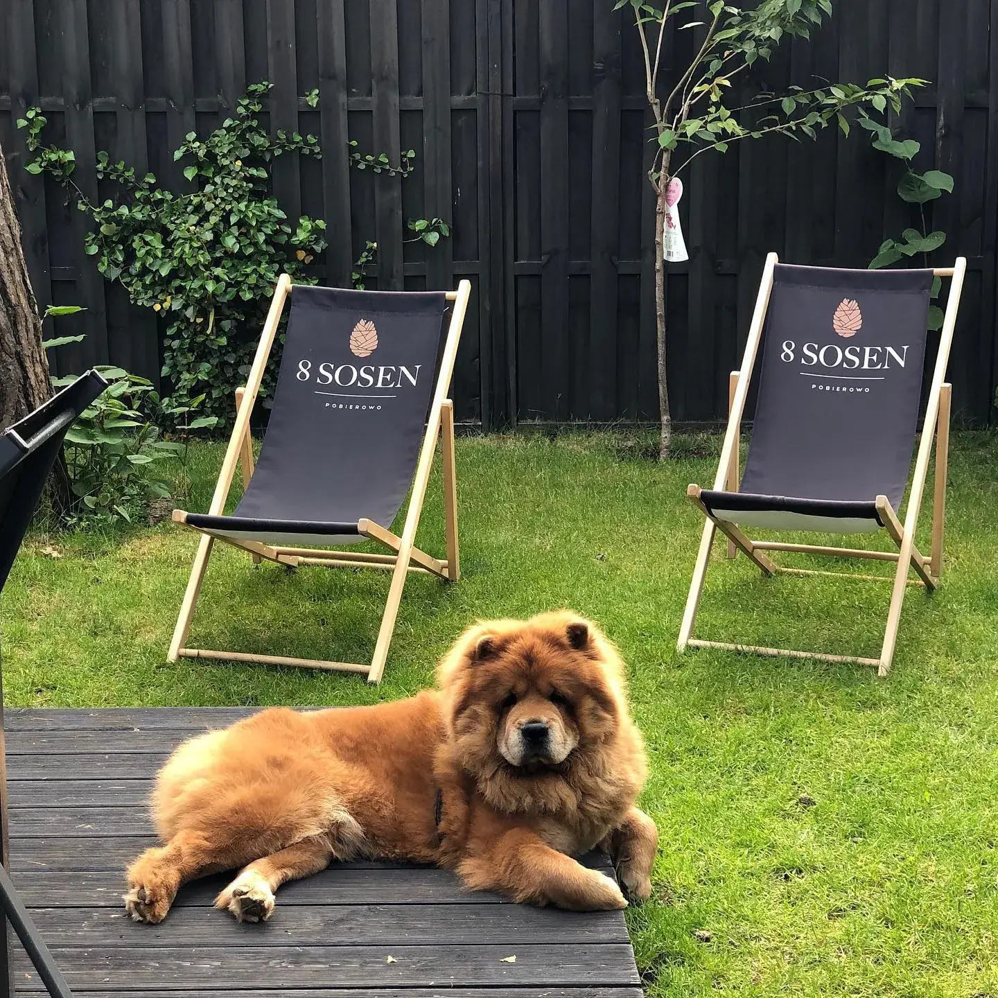 Chow chow na leżaku 8 Sosen - dog-friendly ośrodek w Pobierowie
